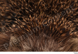 Hedgehog - Erinaceus europaeus  3 body whole body 0002.jpg